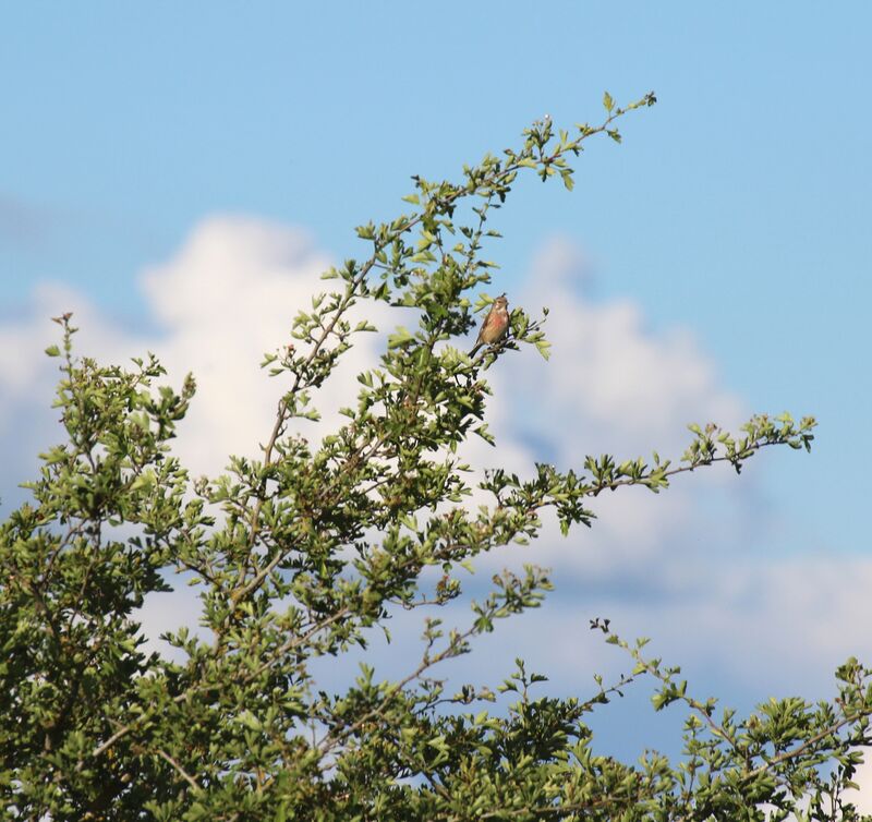 Common Linnet