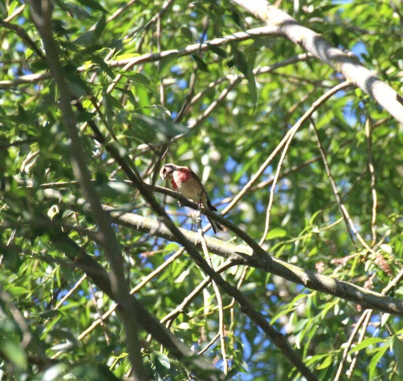 Linotte mélodieuse