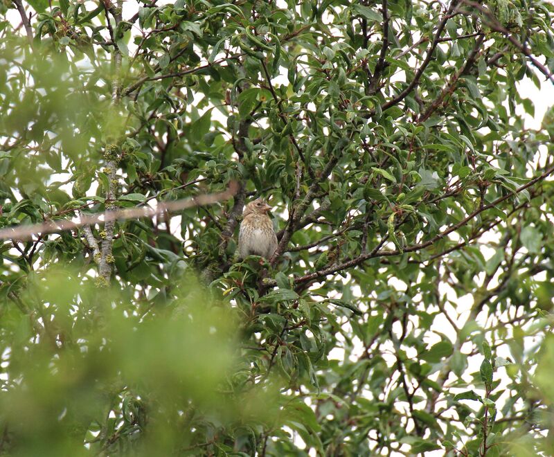 Common Linnet