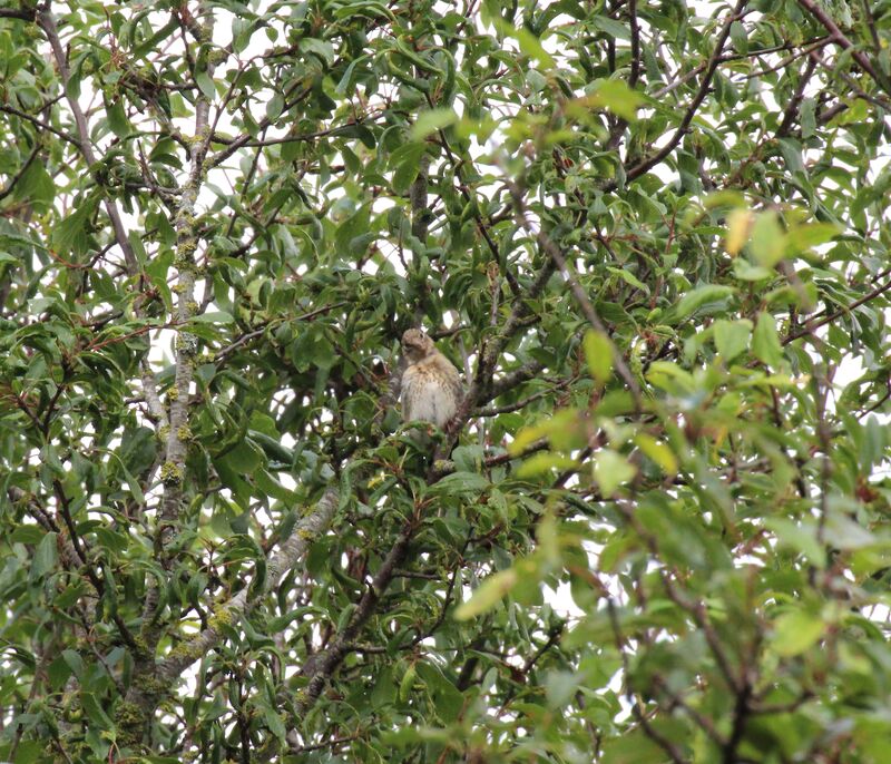 Common Linnet