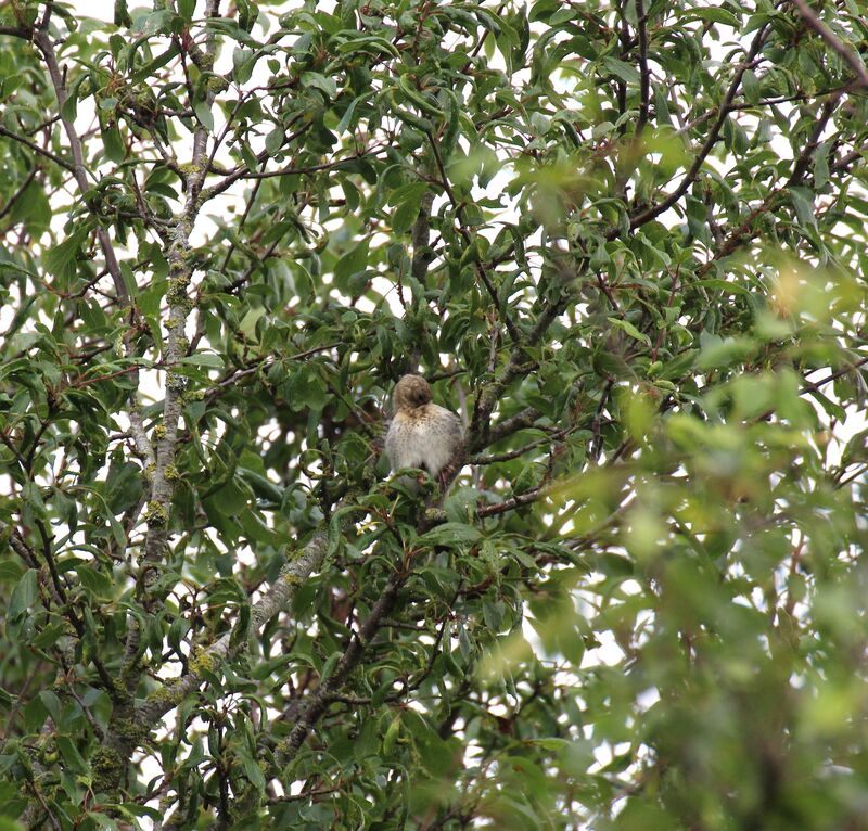 Linotte mélodieuse