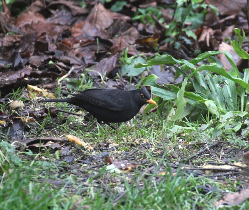 Common Blackbird