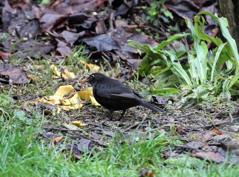 Common Blackbird