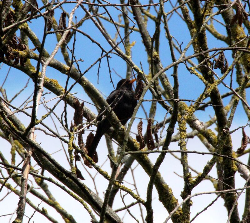 Common Blackbird