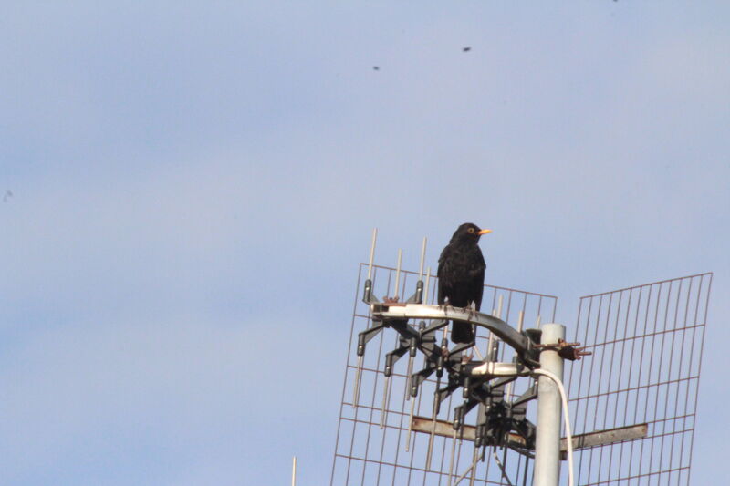 Common Blackbird