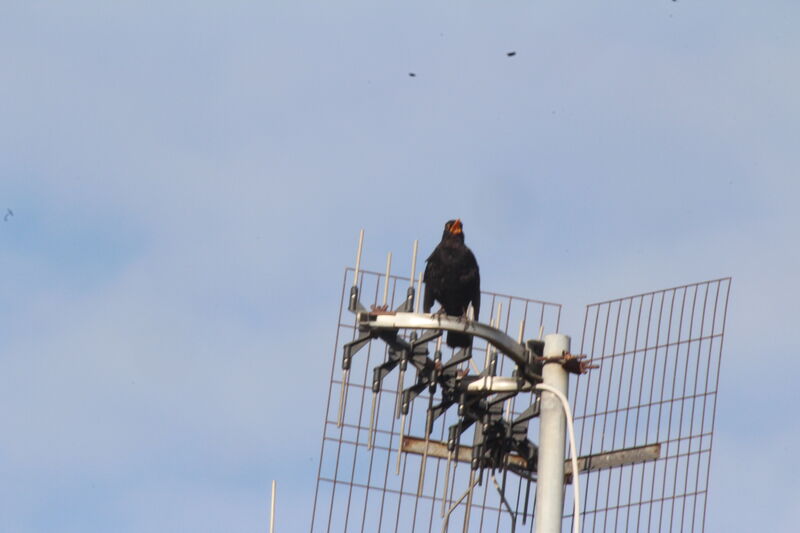 Common Blackbird