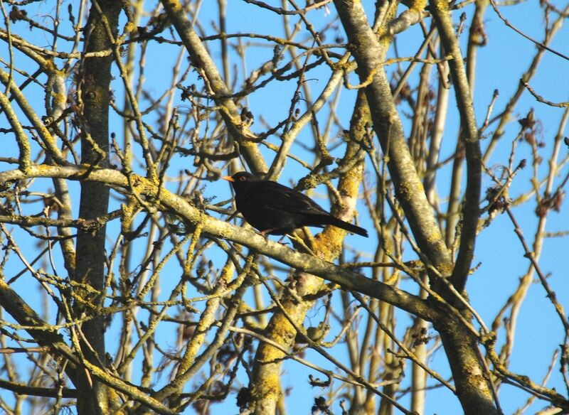 Common Blackbird