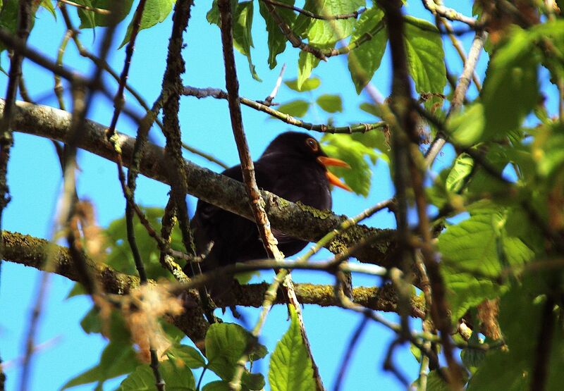 Common Blackbird