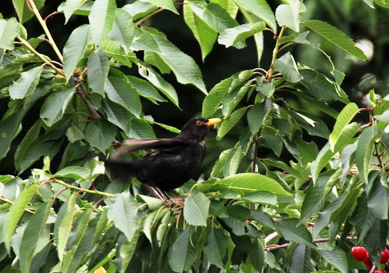 Common Blackbird