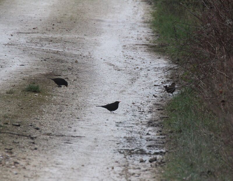 Common Blackbird