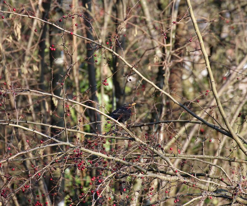 Common Blackbird