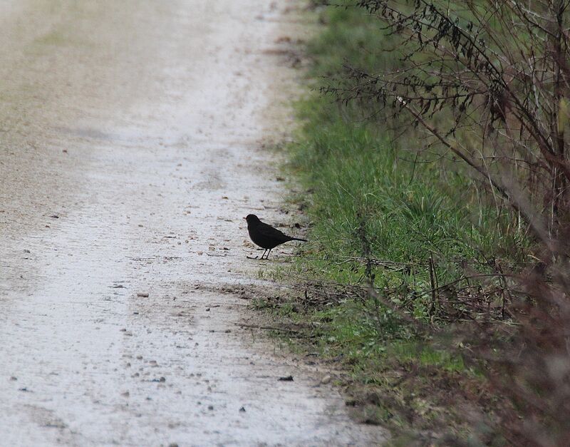 Common Blackbird