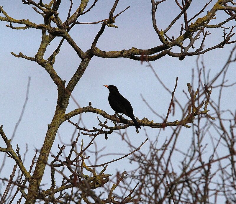 Common Blackbird