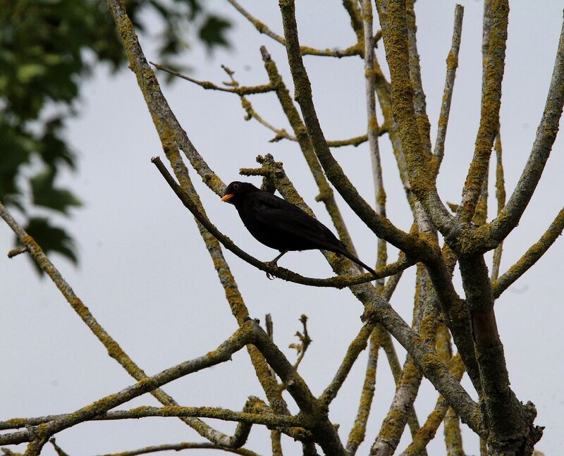 Common Blackbird