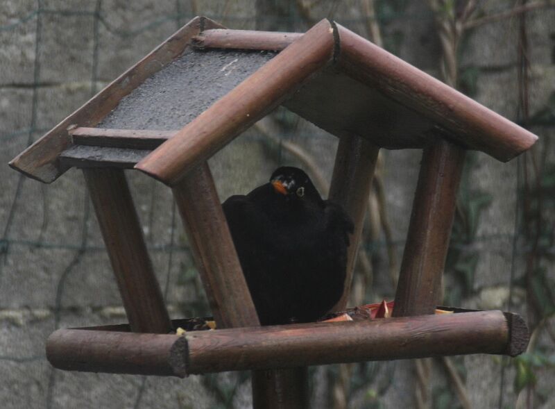 Common Blackbird