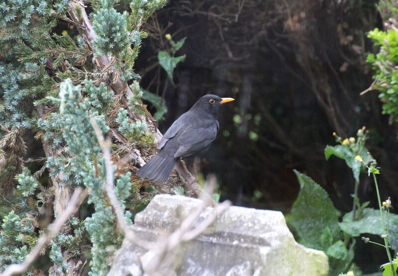 Common Blackbird