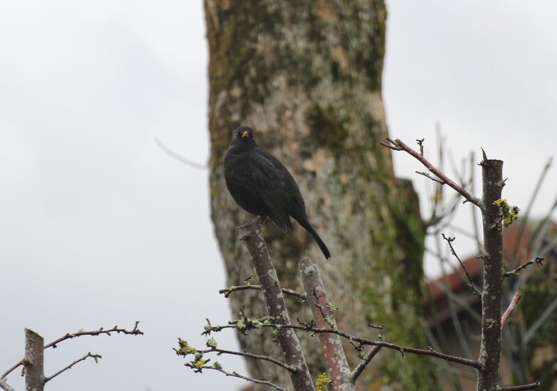 Common Blackbird