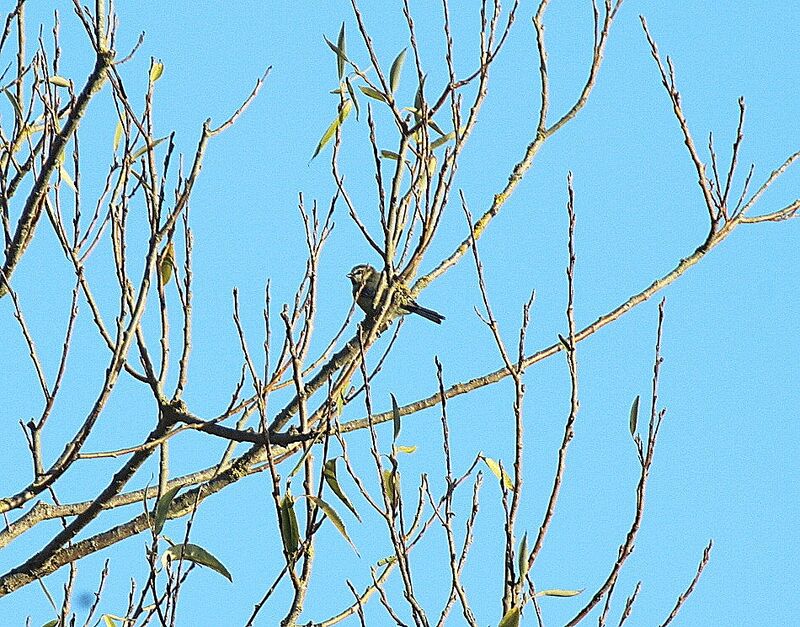 Eurasian Blue Tit