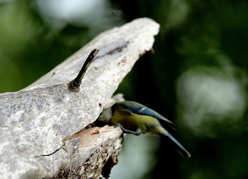 Mésange bleue