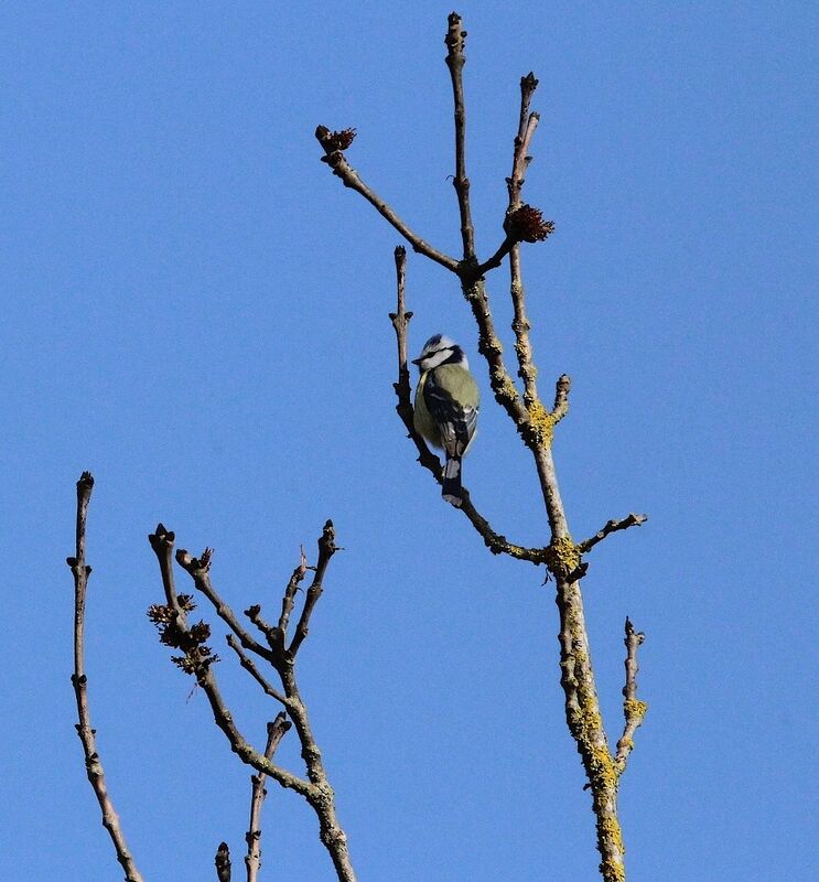 Mésange bleue