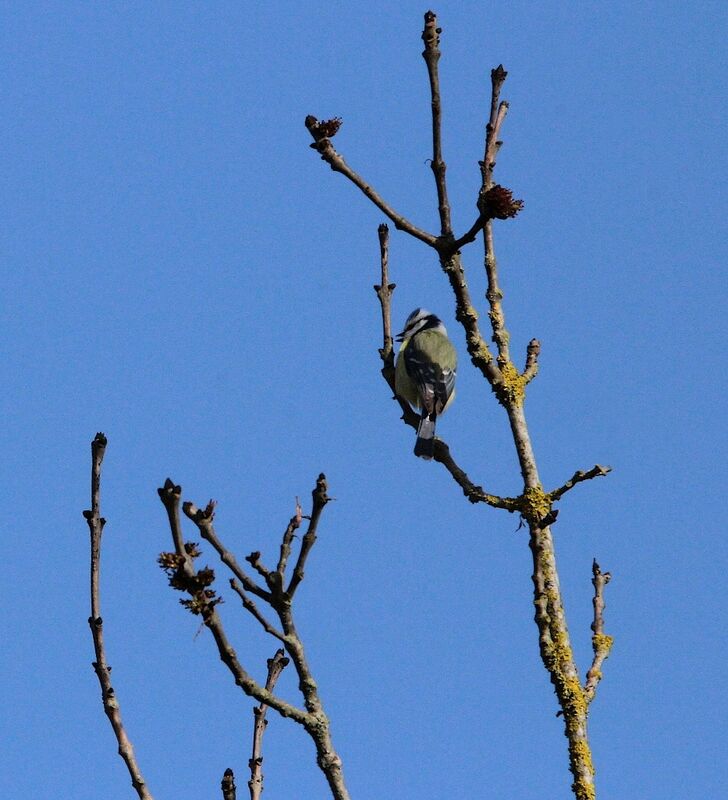 Eurasian Blue Tit