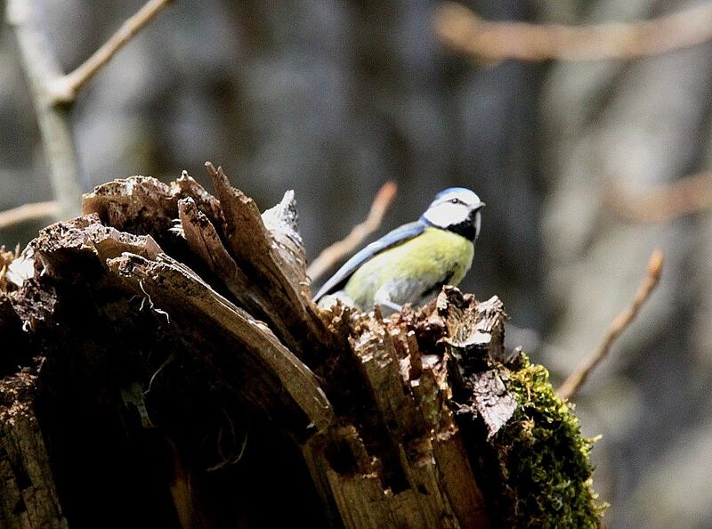 Eurasian Blue Tit