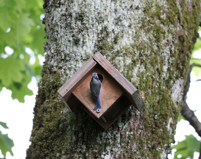 Mésange bleue