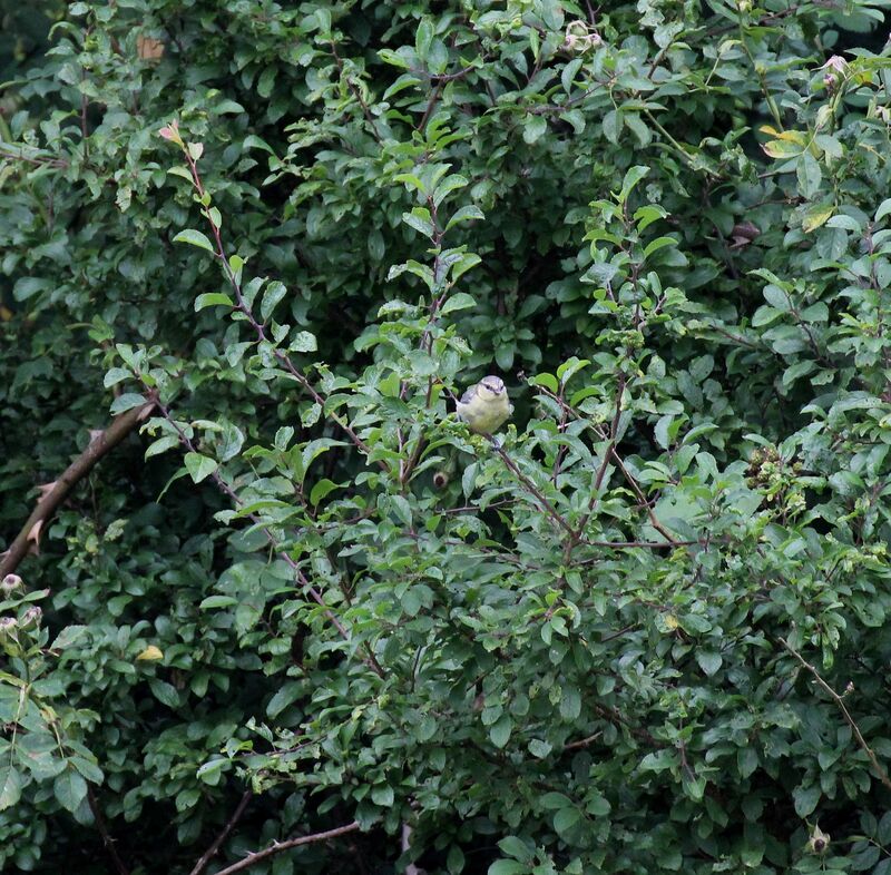 Mésange bleue