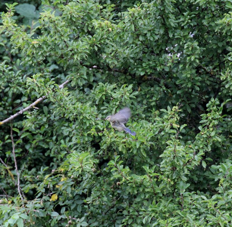 Mésange bleue