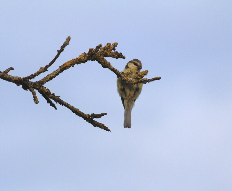 Eurasian Blue Tit