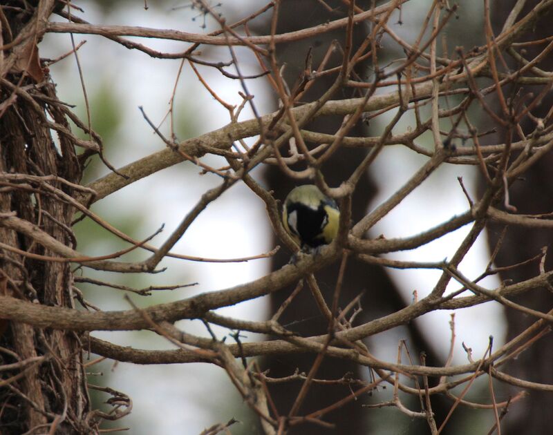 Great Tit