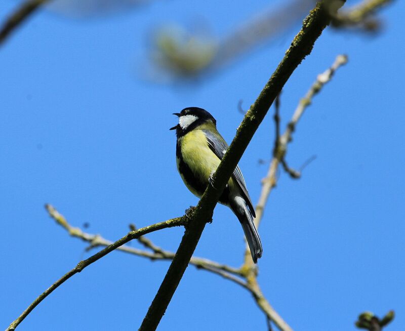 Mésange charbonnière