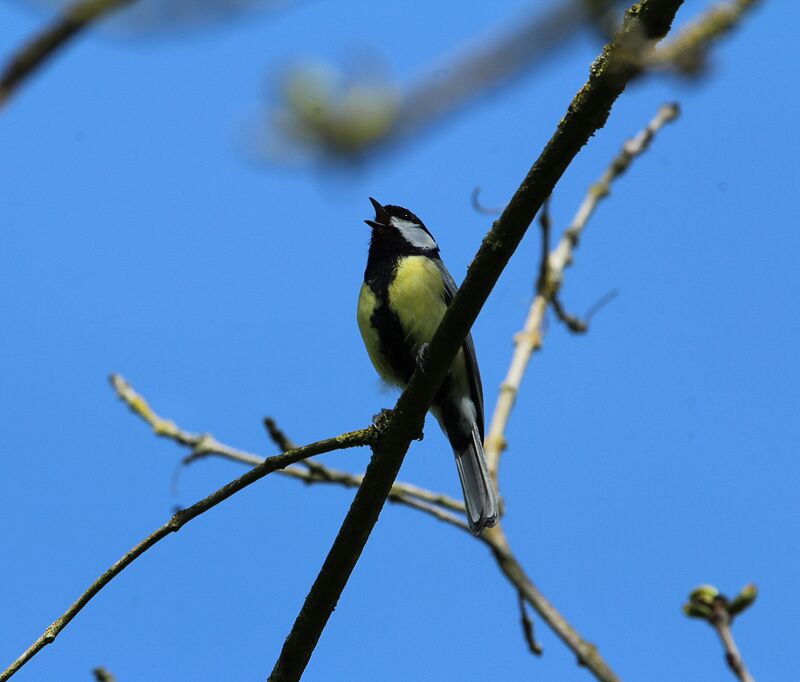 Great Tit