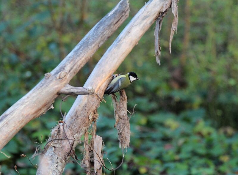 Great Tit