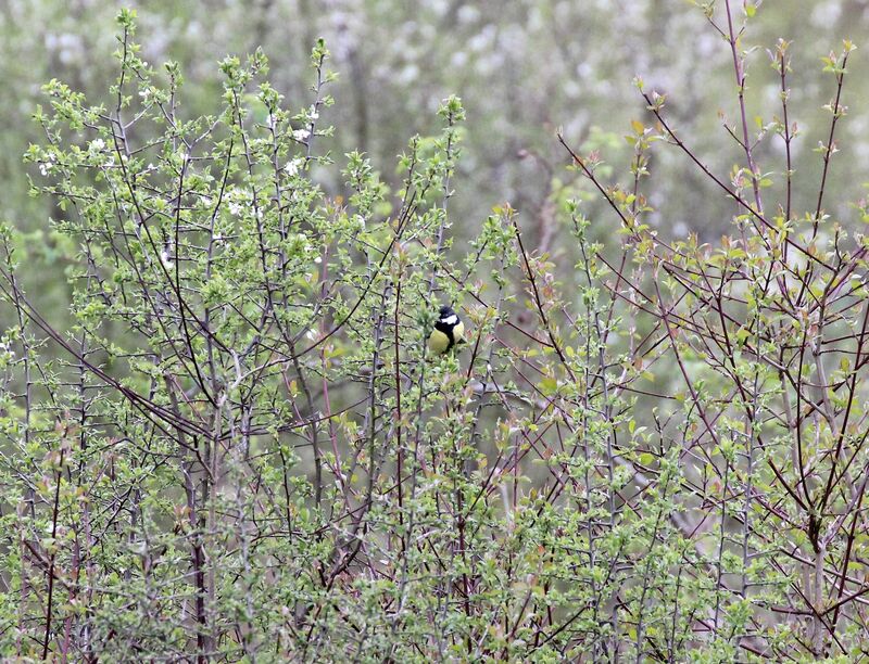 Mésange charbonnière