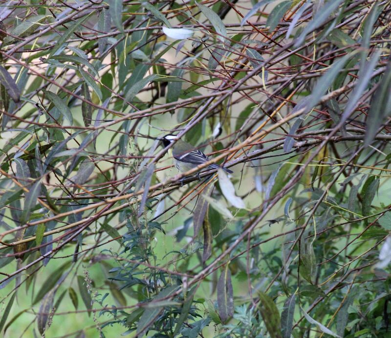 Mésange charbonnière