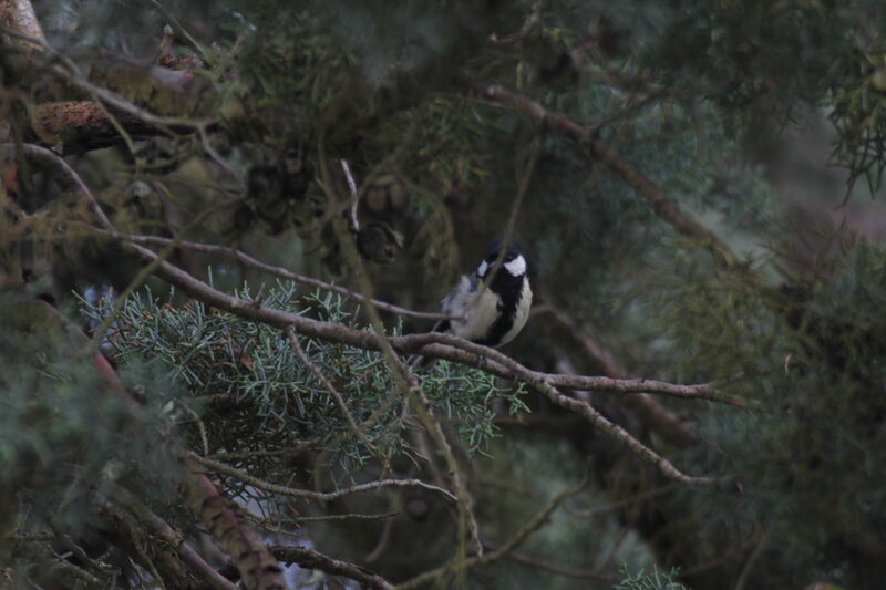 Great Tit