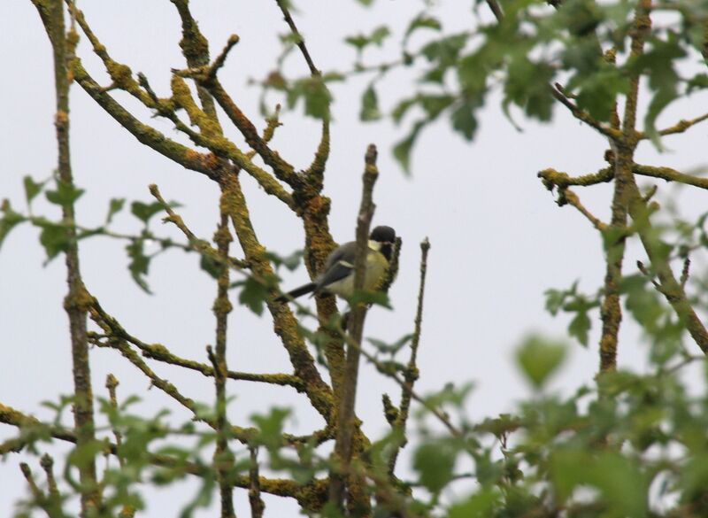 Great Tit