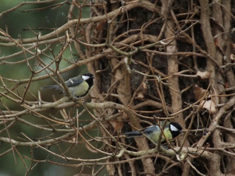 Mésange charbonnière