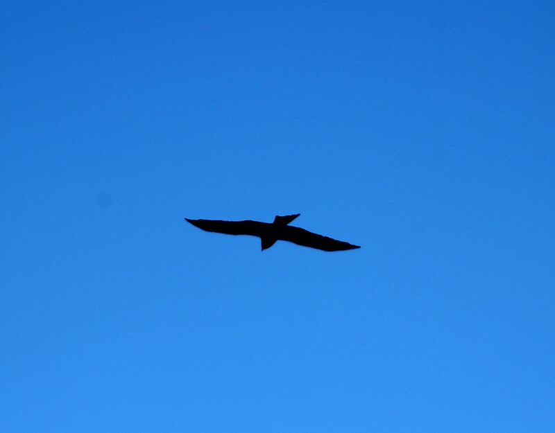 Black Kite