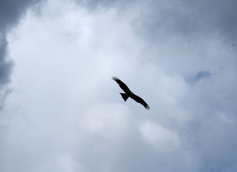 Black Kite