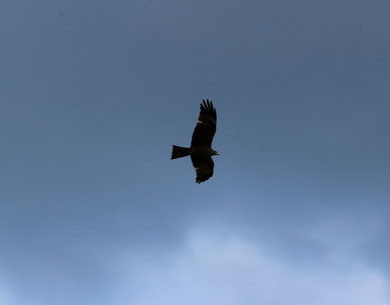 Black Kite