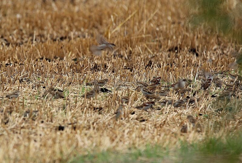 House Sparrow