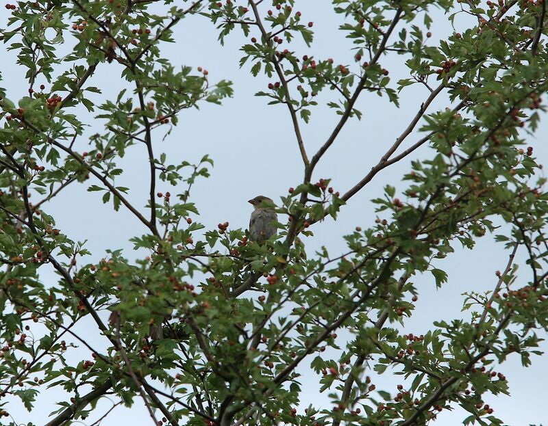 Moineau domestique