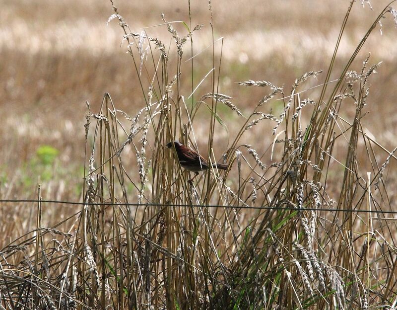 Moineau domestique