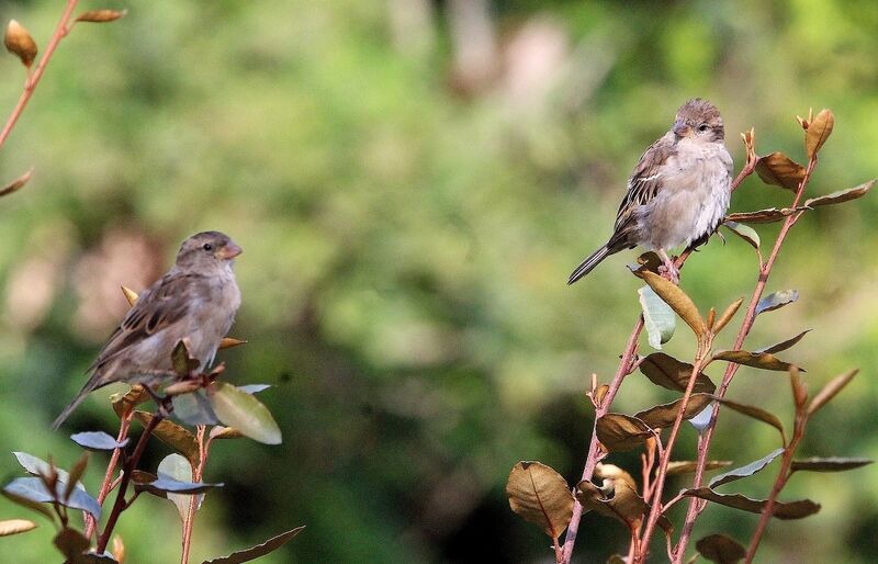 House Sparrow