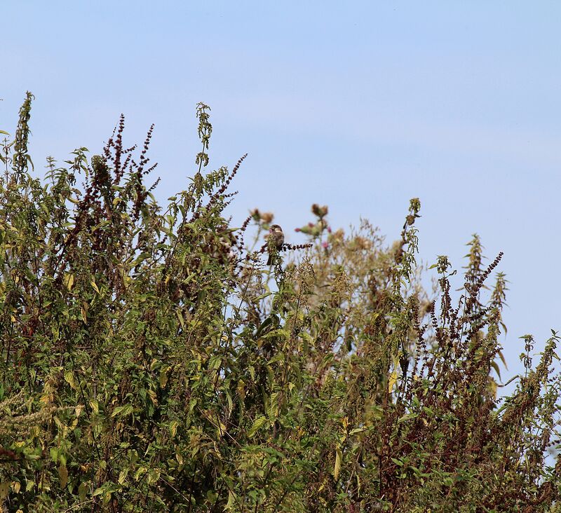 Moineau domestique