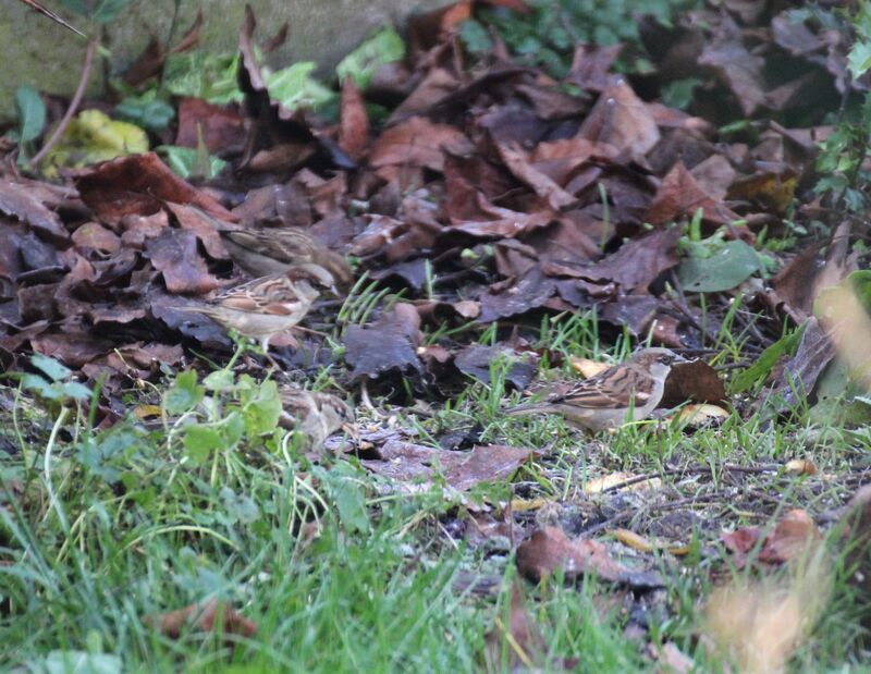 House Sparrow