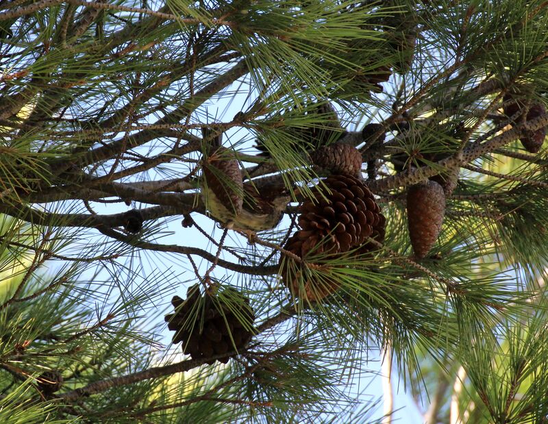 Moineau domestique