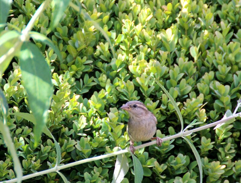 Moineau domestique